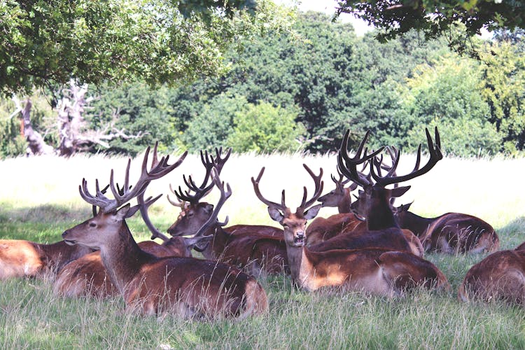 Group Of Deers