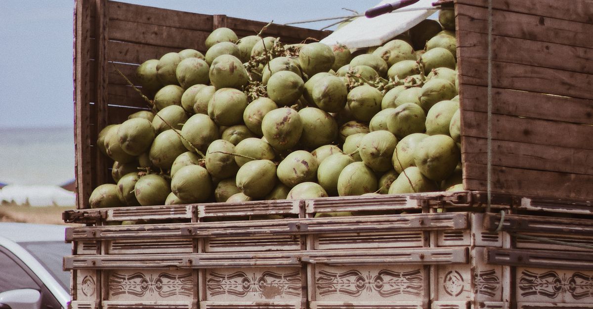 Photo by Priscila Almeida A man loads fresh coconuts onto a truck near a scenic beach under a clear sky.
