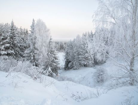 Peaceful snowy forest scene showcasing nature's tranquility in winter.