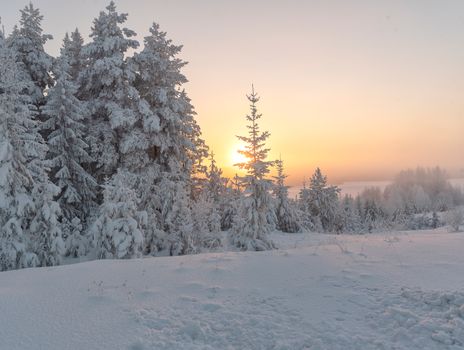 Serene winter landscape with snow-covered trees and a glowing sunset in a tranquil forest.
