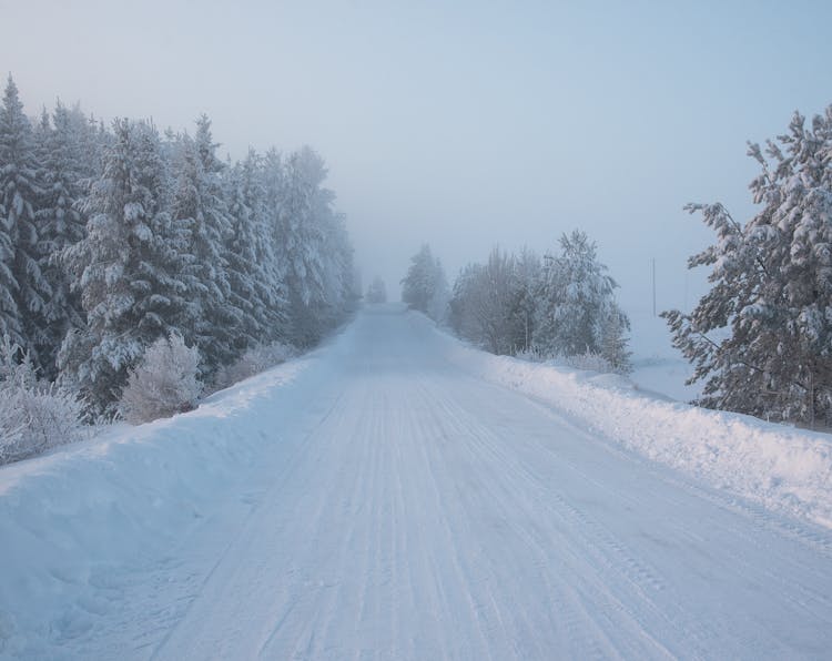 Snow On Road In Forest