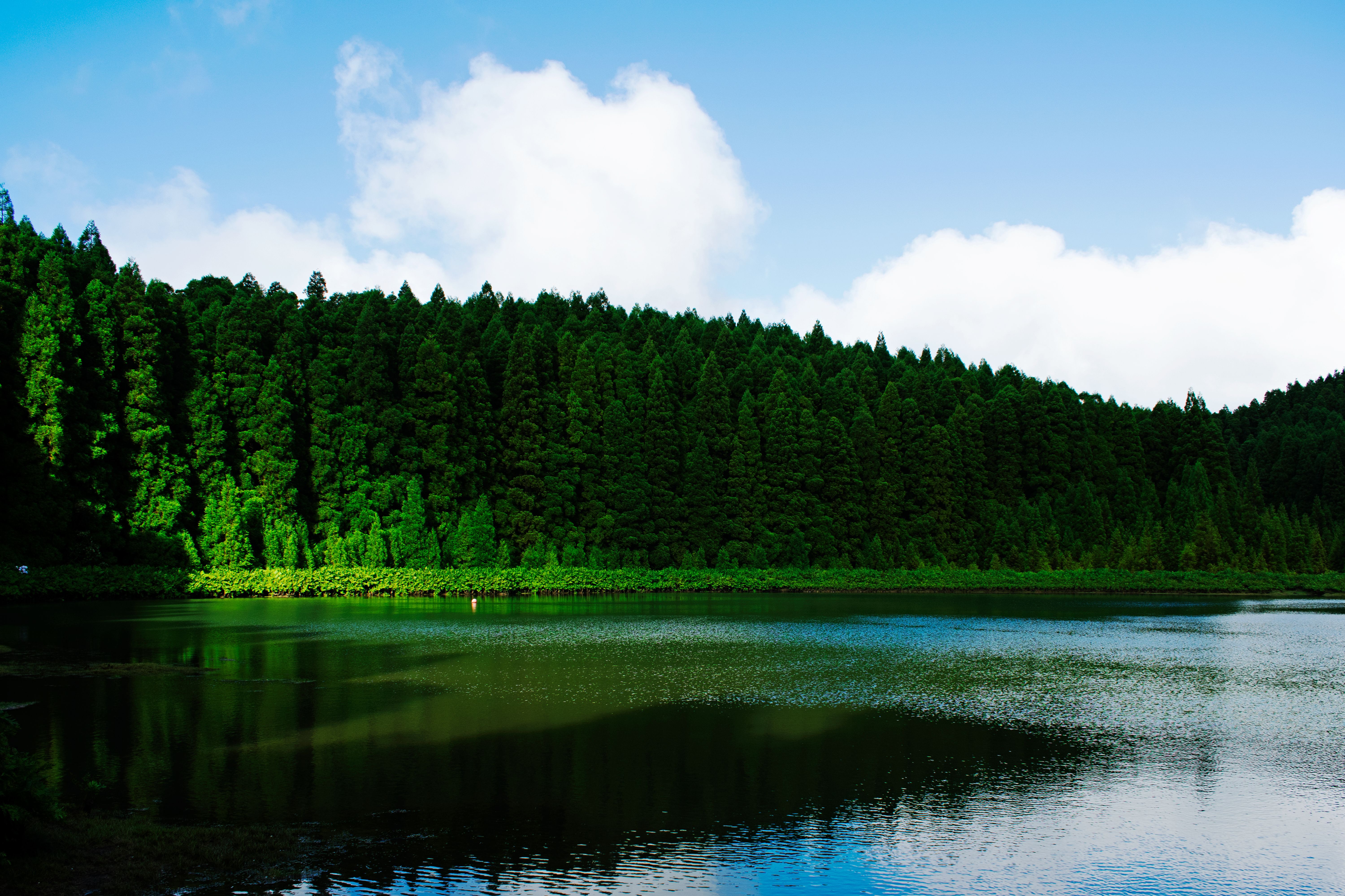 Scenic View of Lake in Forest · Free Stock Photo