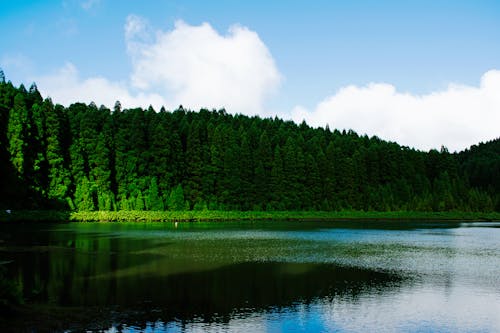 無料 ラグーン, 松の木, 水の無料の写真素材 写真素材
