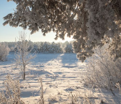 Free A tranquil winter scene of a snow-covered forest under sunlight, showcasing natural beauty. Stock Photo