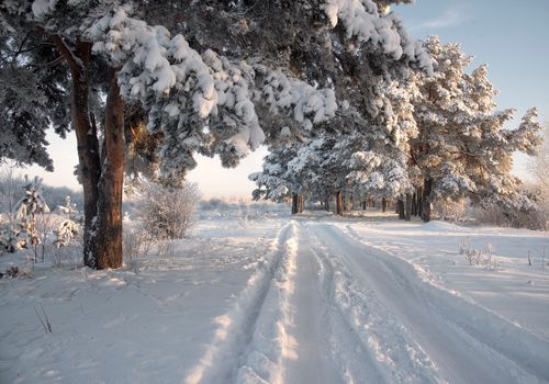 Free Serene winter scene with snowy trees and an empty road, capturing the beauty of winter. Stock Photo