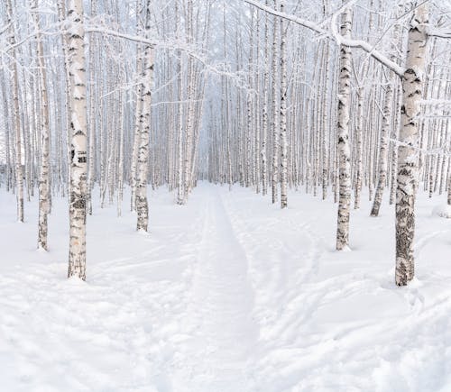 Footpath in Forest in Winter