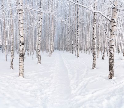 Footpath in Forest in Winter