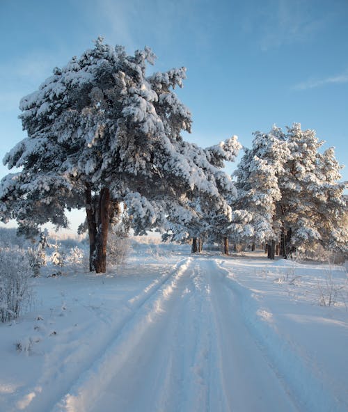 Foto d'estoc gratuïta de arbres, carretera, cobert de neu