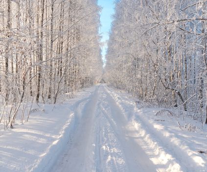 A peaceful winter scene featuring a snowy road lined with bare trees in a frost-covered forest.