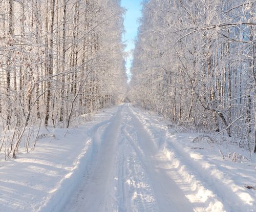 Free A peaceful winter scene featuring a snowy road lined with bare trees in a frost-covered forest. Stock Photo