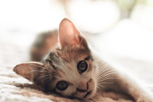 무료 새끼 고양이의 클로즈업 사진 스톡 사진