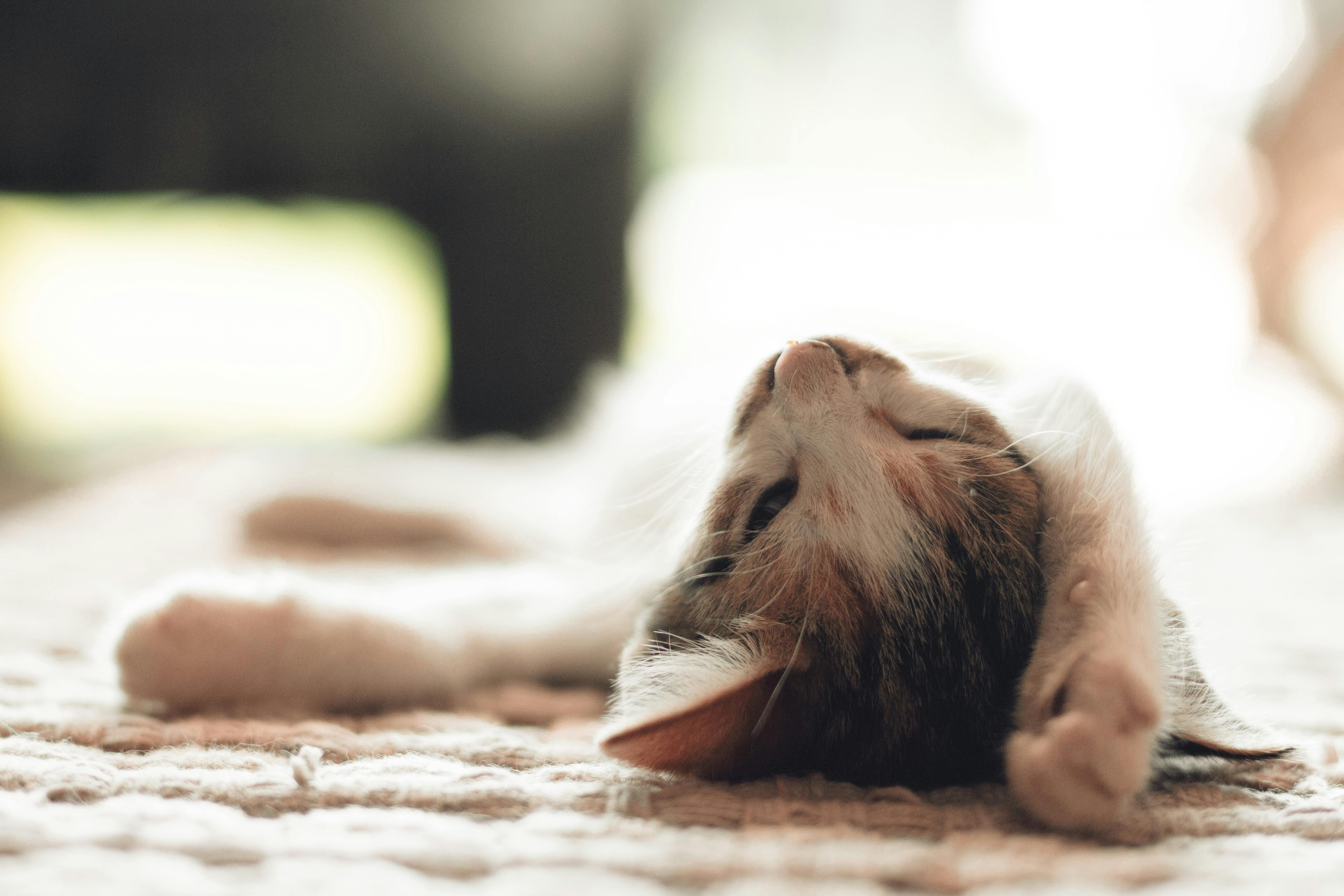 selective focus photography of brown and white tabby kitten