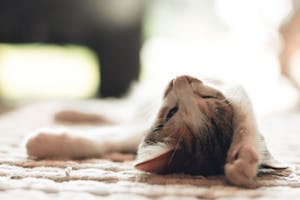 Selective Focus Photography of Brown and White Tabby Kitten