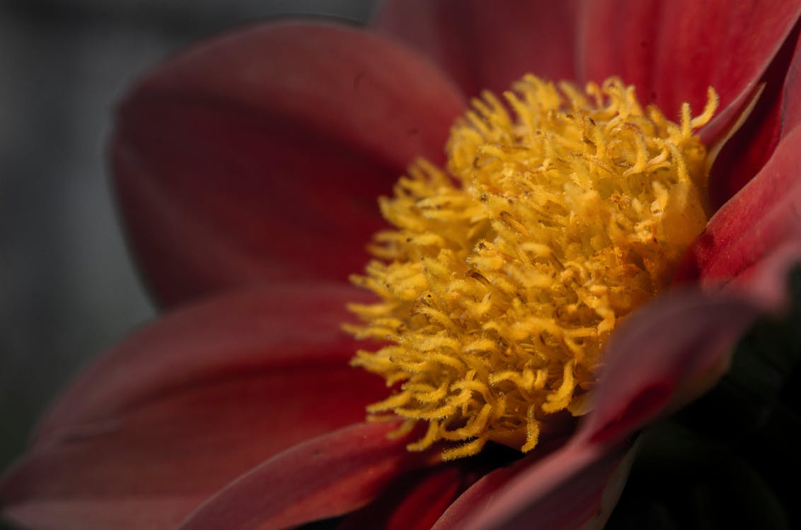 Gratis arkivbilde med blomst, blomsterblad, dybdeskarphet