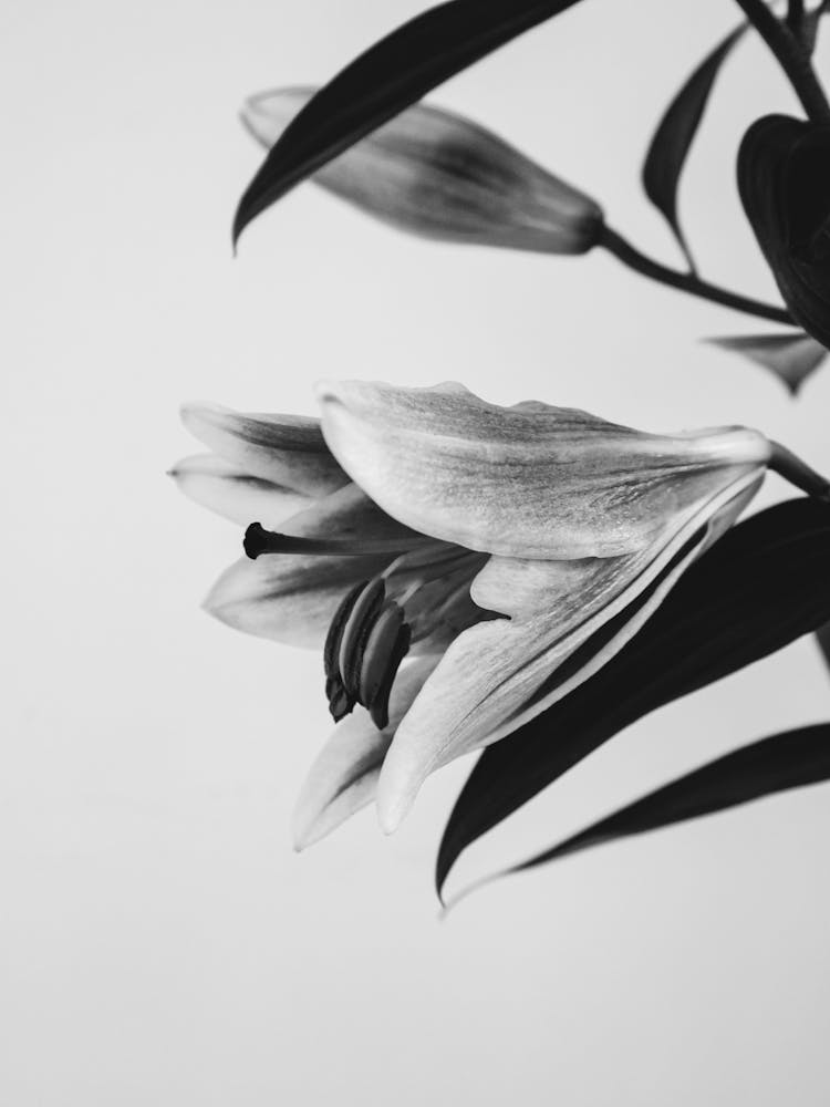 Easter Lily Flower In Close Up Photography