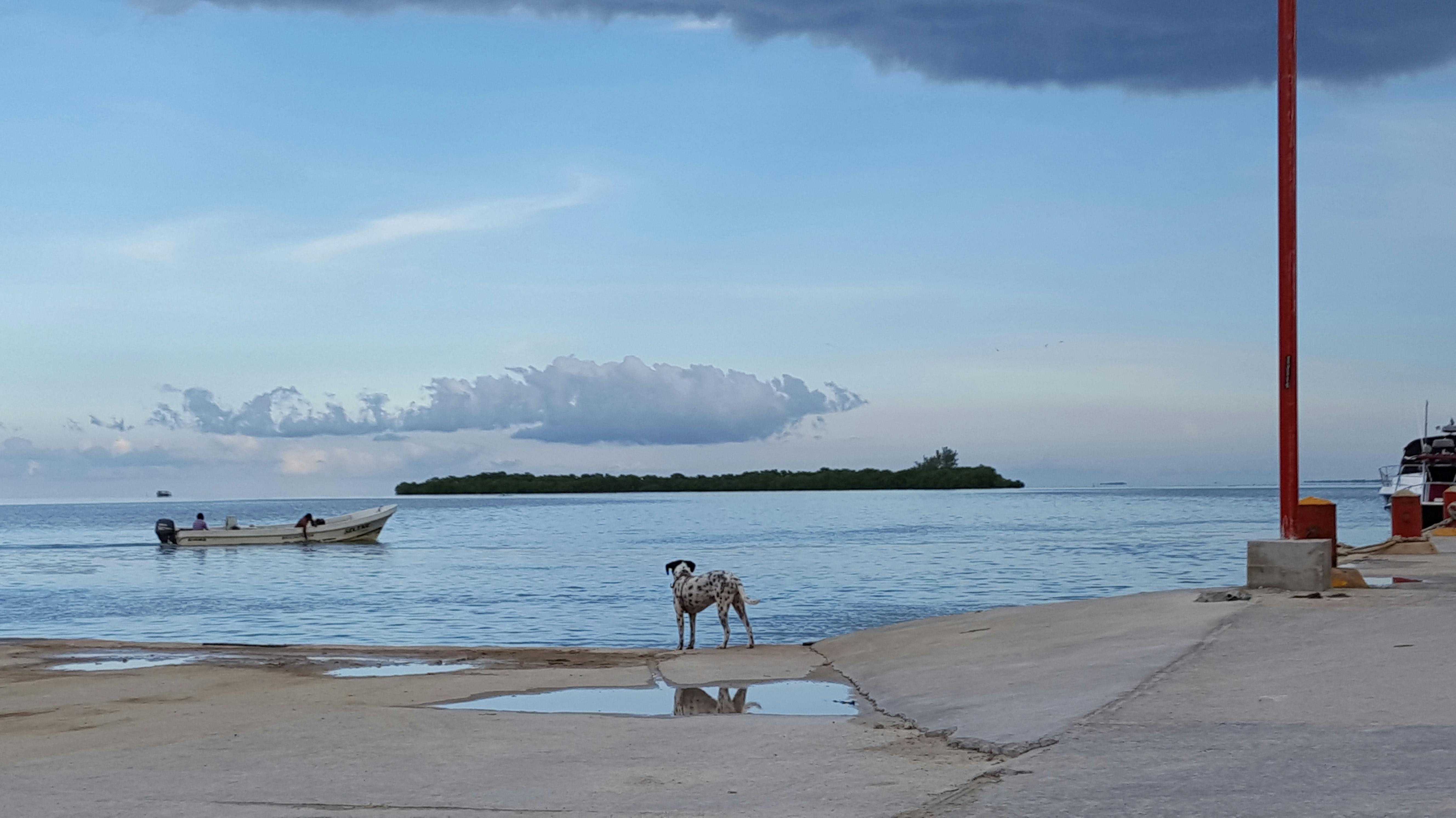 Free stock photo of beautiful view, dog, sea