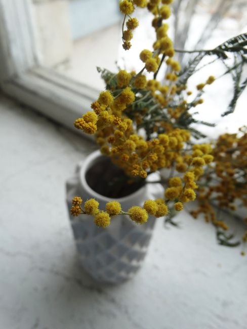 Yellow mimosa flowers in a vase by a window, highlighting natural beauty.