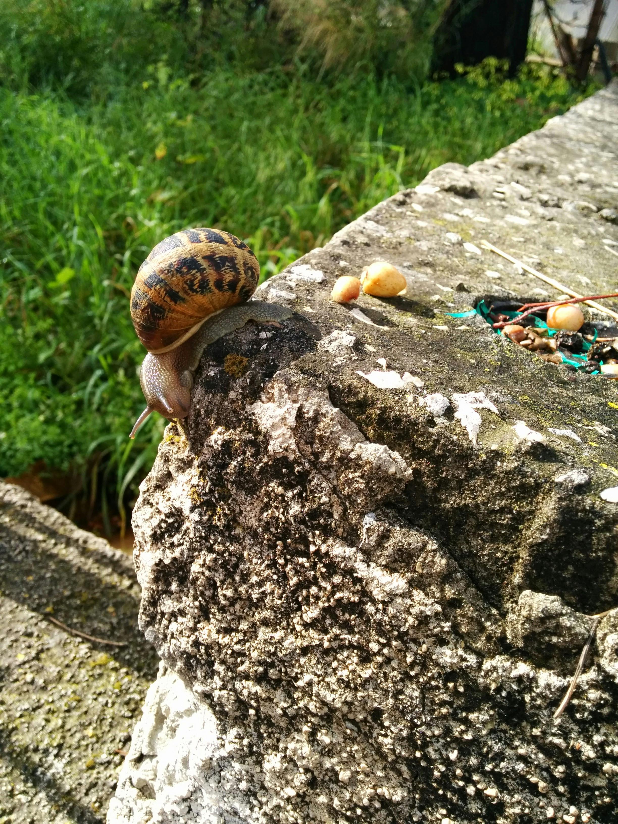Free stock photo of snail, urban