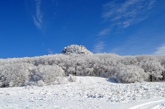 A serene winter landscape featuring snow-covered trees under a clear blue sky.