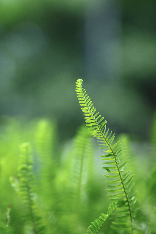 Close-up of a Fern Leaf