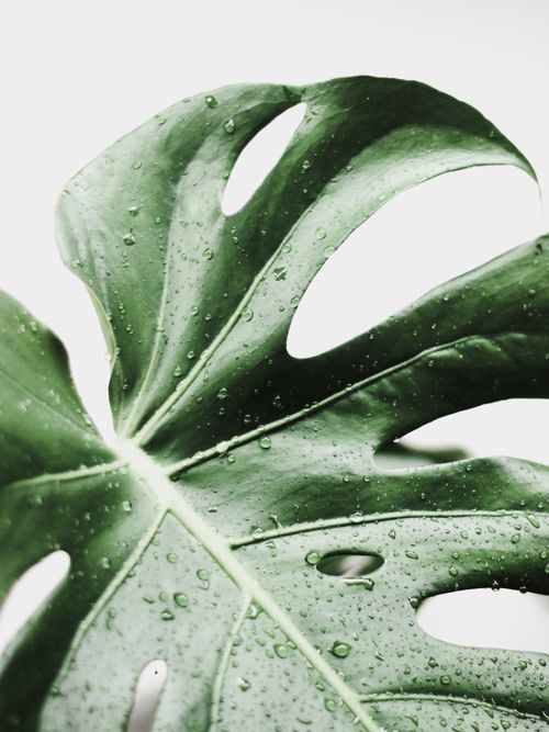 Free Detailed close-up of a Monstera leaf with water droplets, showcasing its texture. Stock Photo