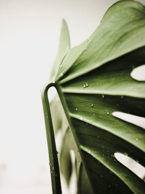 Green Leaf in Macro Shot Photography