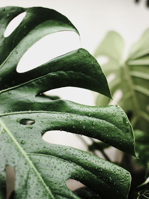Free Detailed shot of a Monstera leaf with water droplets, showcasing texture and freshness. Stock Photo