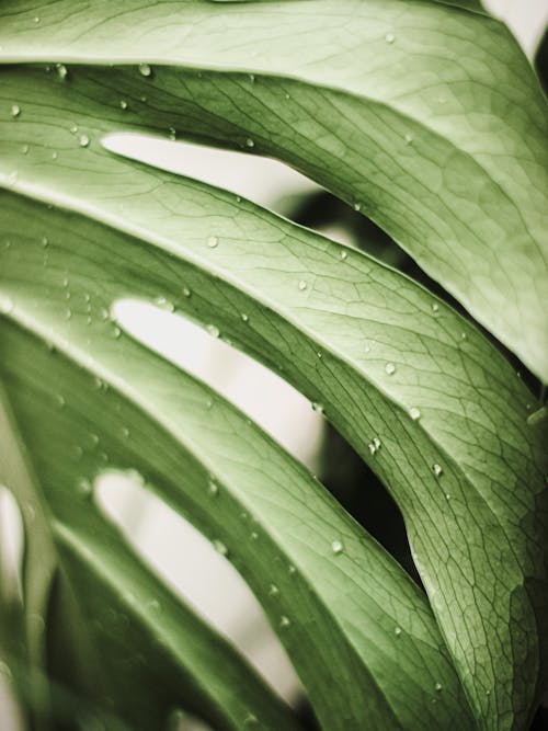 Green Leaf Plant in Macro Shot Photography