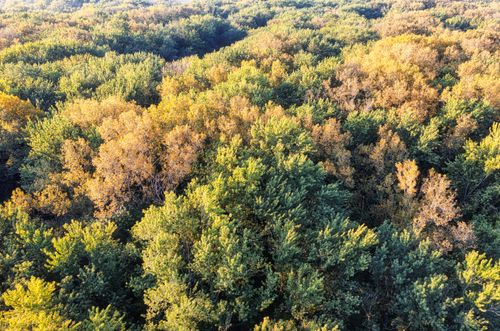 High-angle Photography of Trees · Free Stock Photo