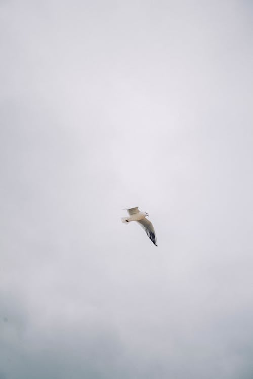 A White Bird Flying Under the Sky
