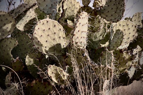 Free stock photo of aquatic plants, background, cactus