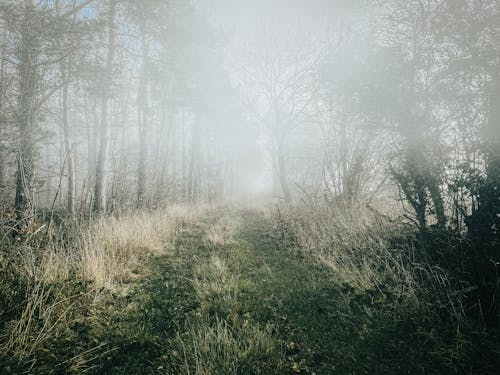 Road and Trees in Foggy Weather 