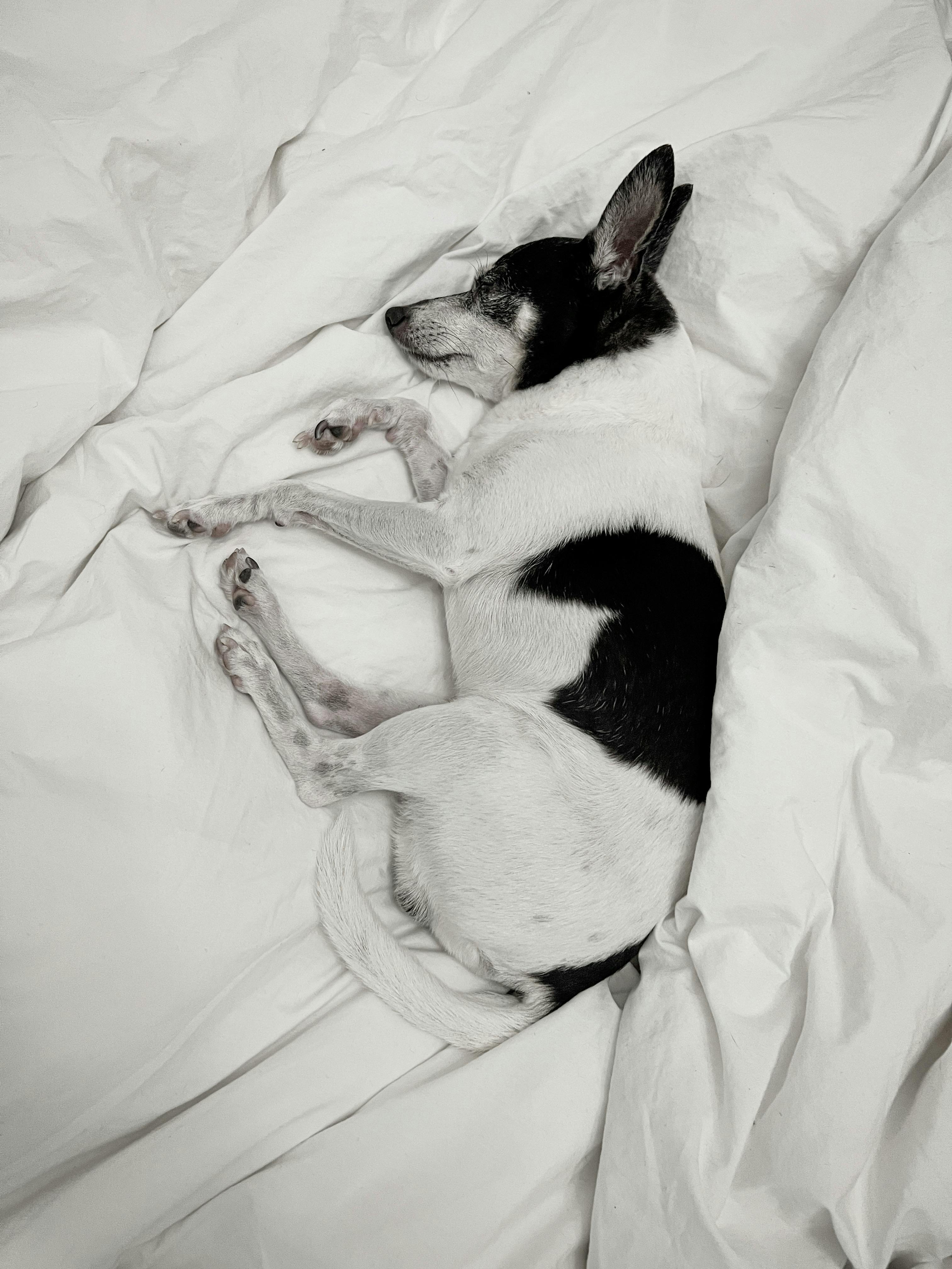 Short Coated Dog Lying on Bed · Free Stock Photo