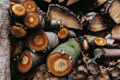 Sliced Logs Stacked Around Each Other