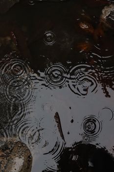 Close-up view of raindrops forming ripples on a dark water surface.