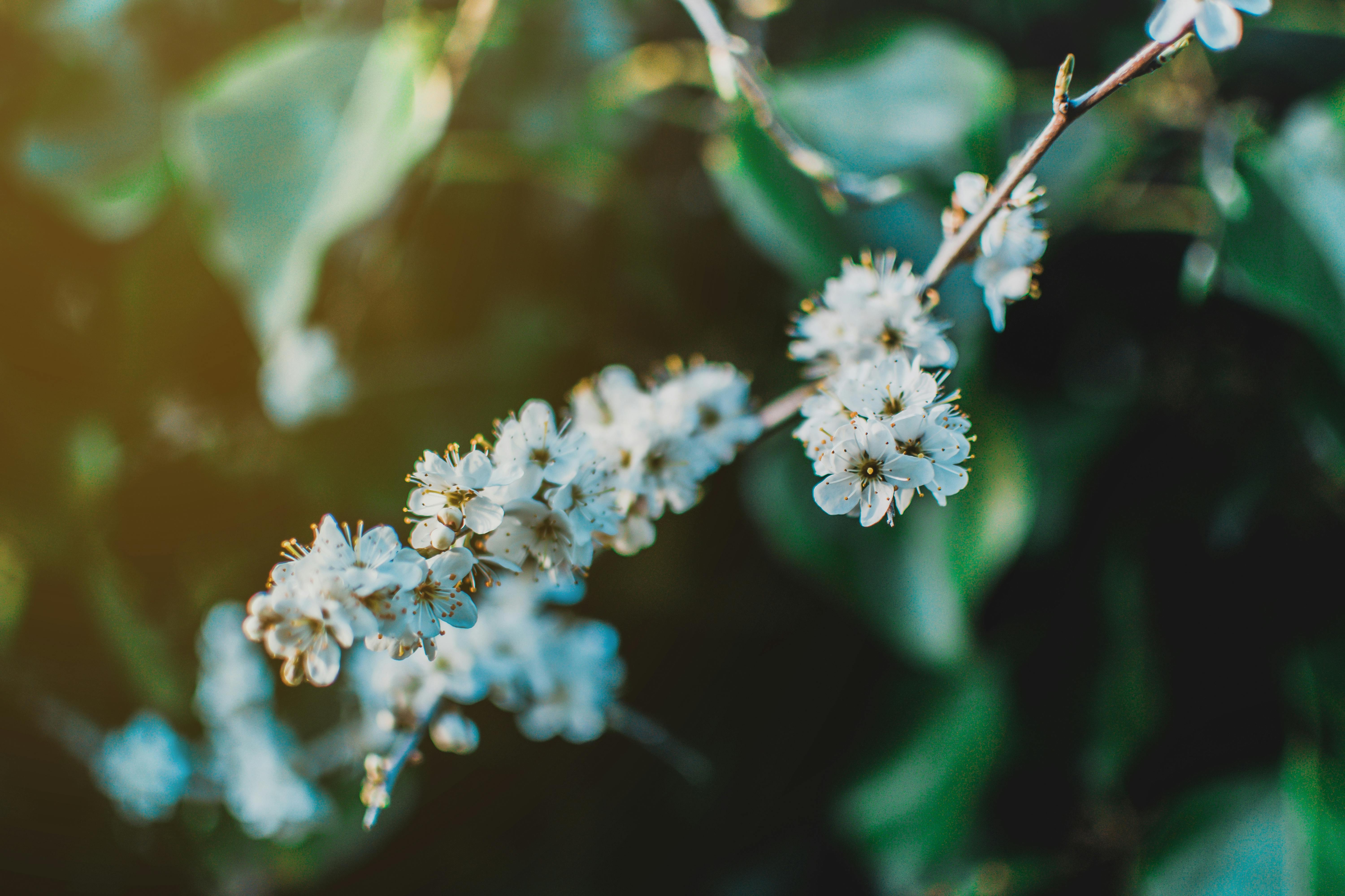 Bunch of white flowers with lots of small petals, Macro of …