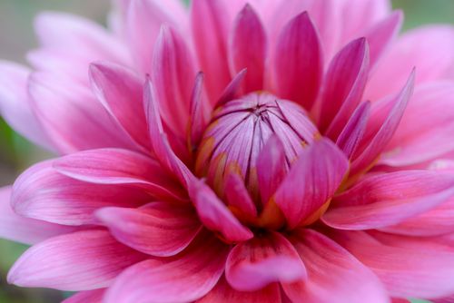 Free Close-up of a vibrant pink dahlia flower highlighting delicate petals and natural beauty. Stock Photo