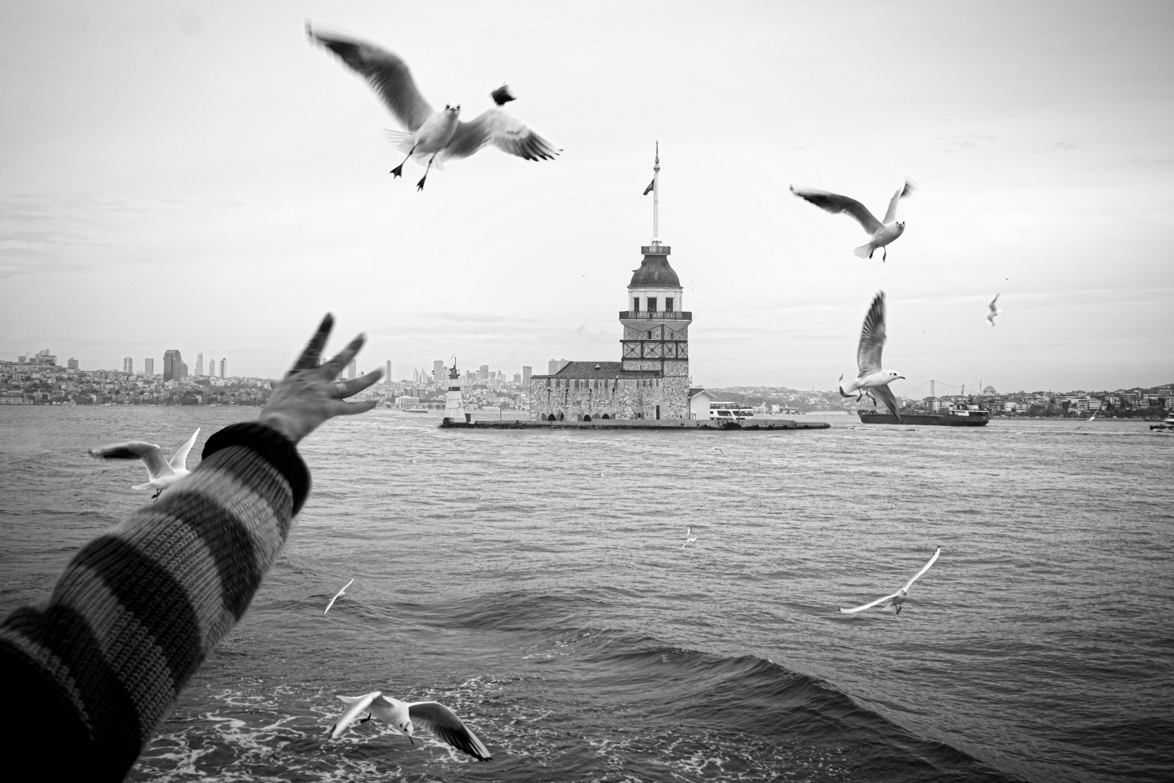 Black and white image of Maiden's Tower in Istanbul with seagulls. A hand reaches out, capturing the motion and environment.