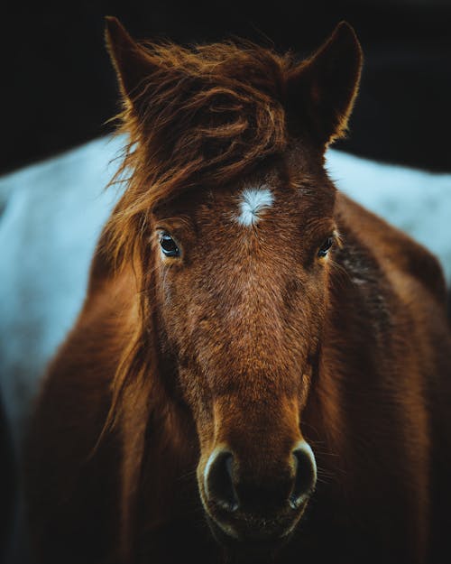 A Close-up Shot of a Brown Horse