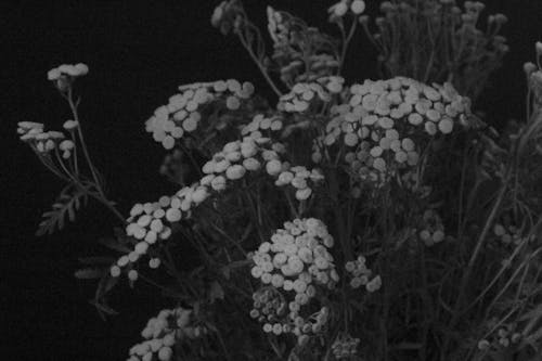 Free Grayscale Photo of White Flowers Stock Photo
