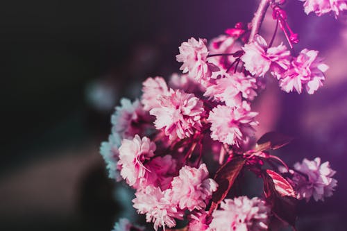 бесплатная Селективная фокусировка розовых цветов Стоковое фото