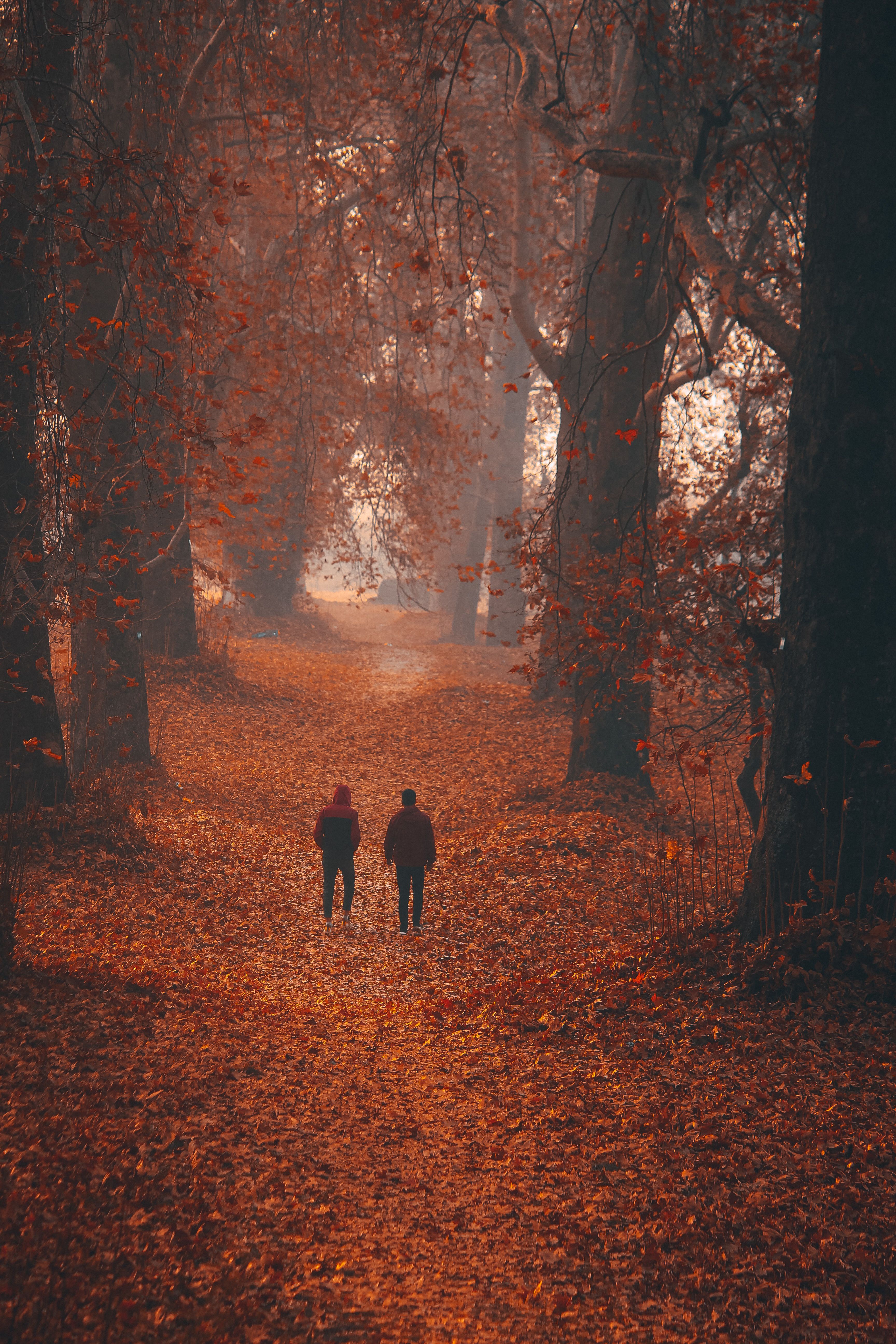 Back View of Men Walking Through an Autumnal Forest · Free Stock Photo