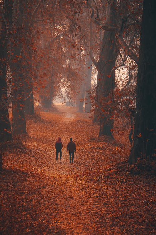 Gratis stockfoto met achteraanzicht, bomen, Bos