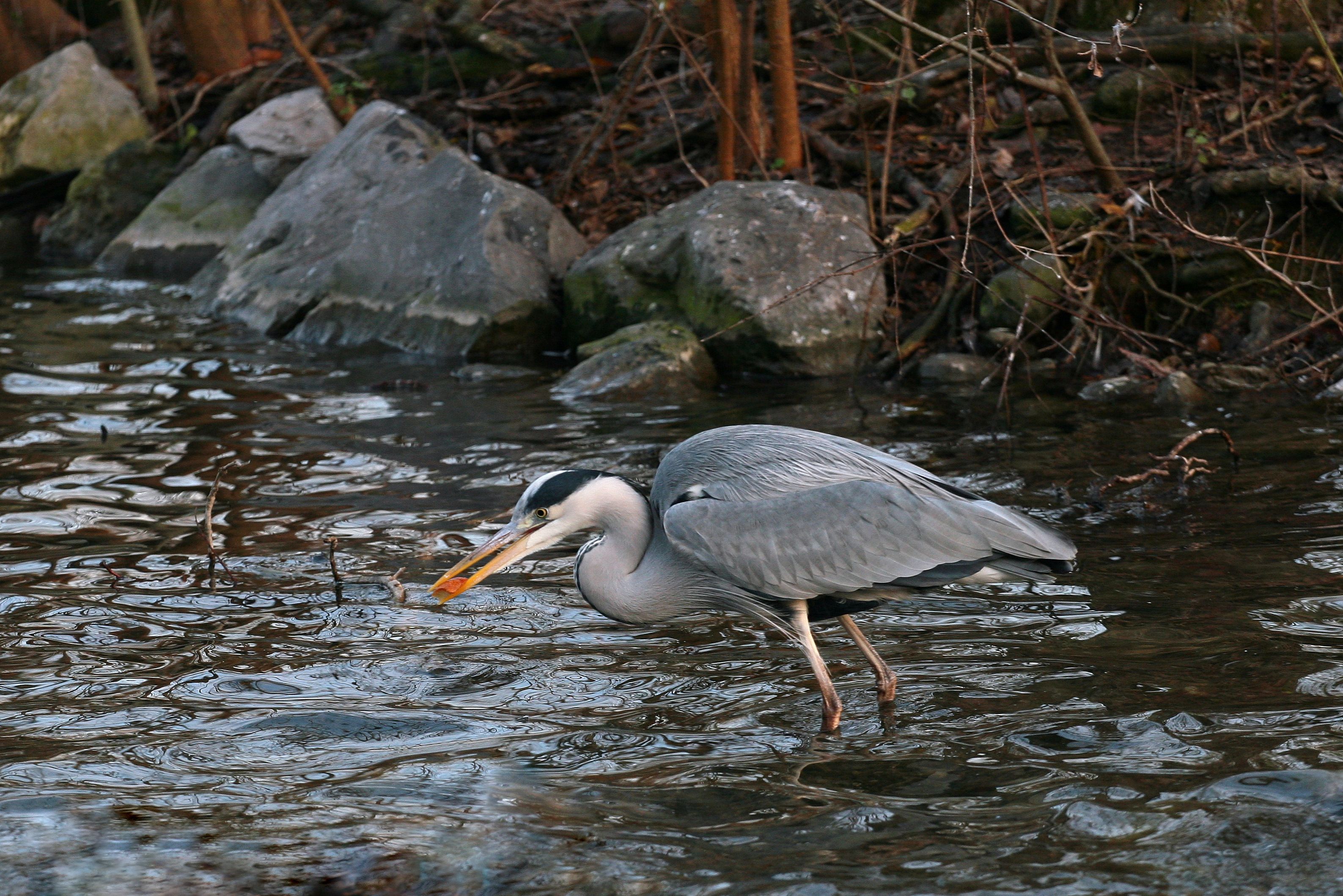 Gray Bird on Body of Water · Free Stock Photo