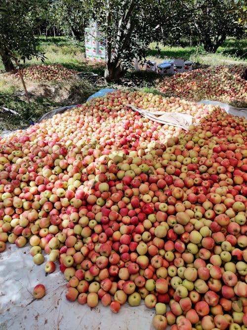 Ilmainen kuvapankkikuva tunnisteilla 4k, hedelmät, omenat