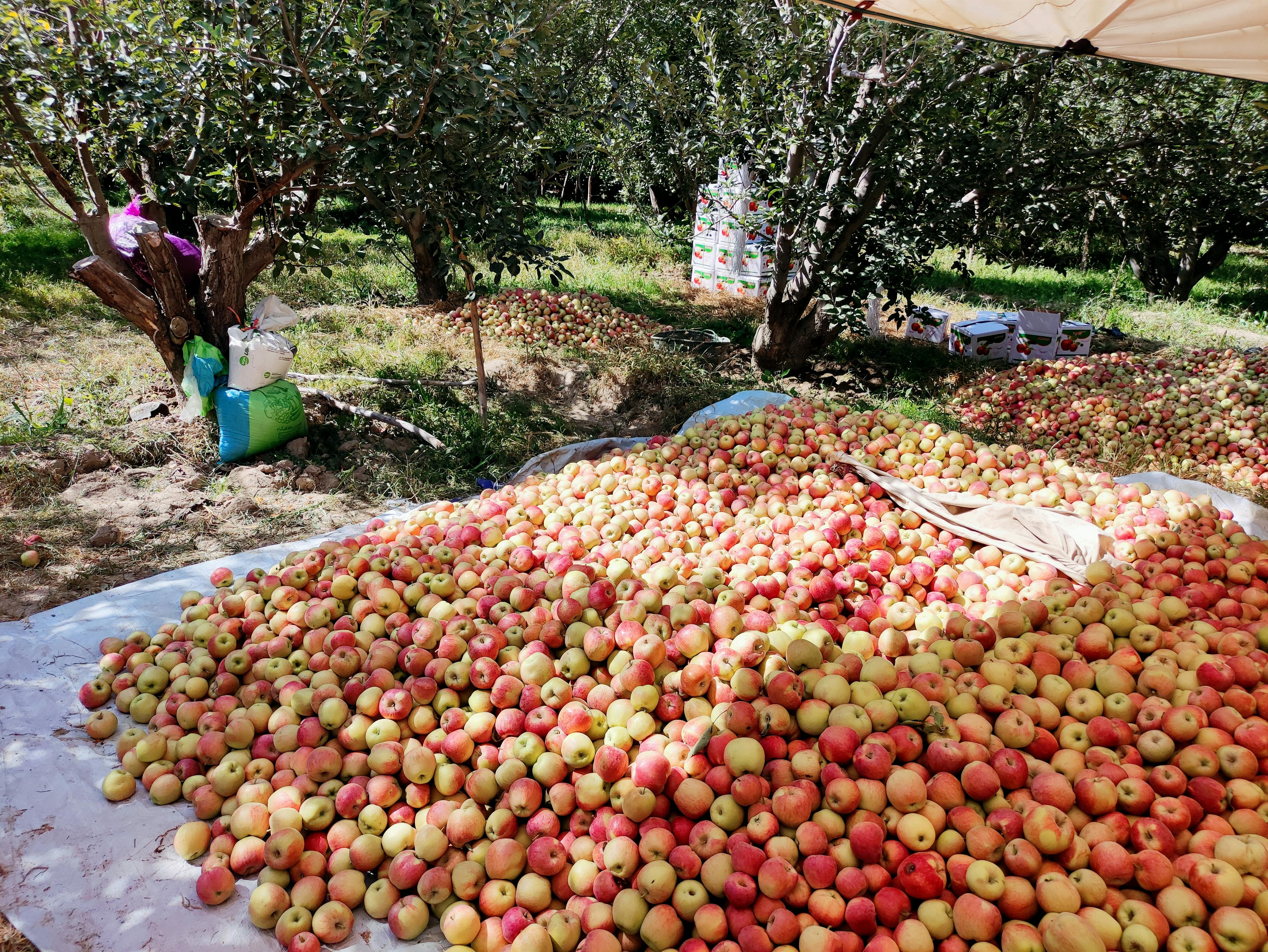 A large pile of freshly picked apples in a sunny Balochistan orchard.