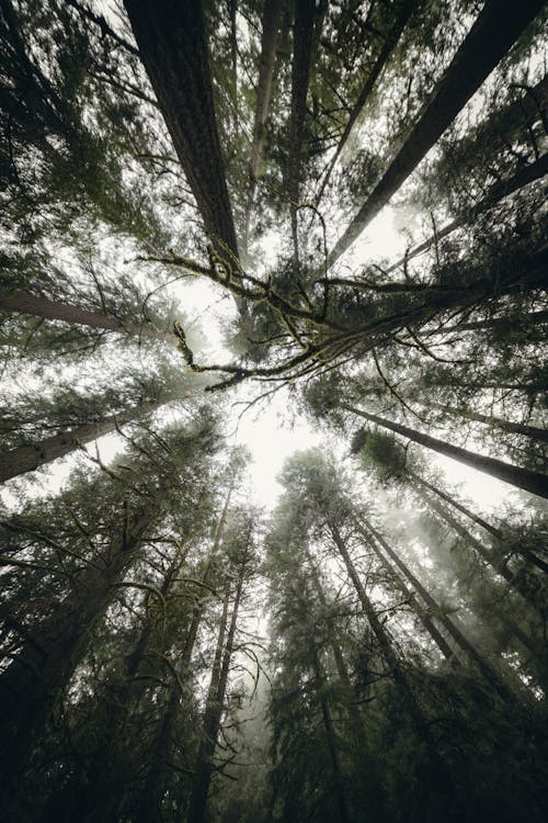 Free Low Angle Shot of Tall Trees in a Forest Stock Photo