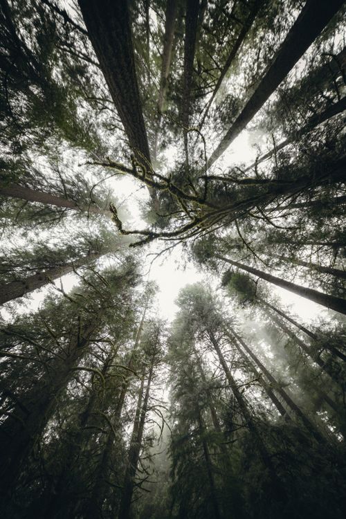 Free Low-angle view of towering trees in a foggy Oregon forest, creating a mystical atmosphere. Stock Photo