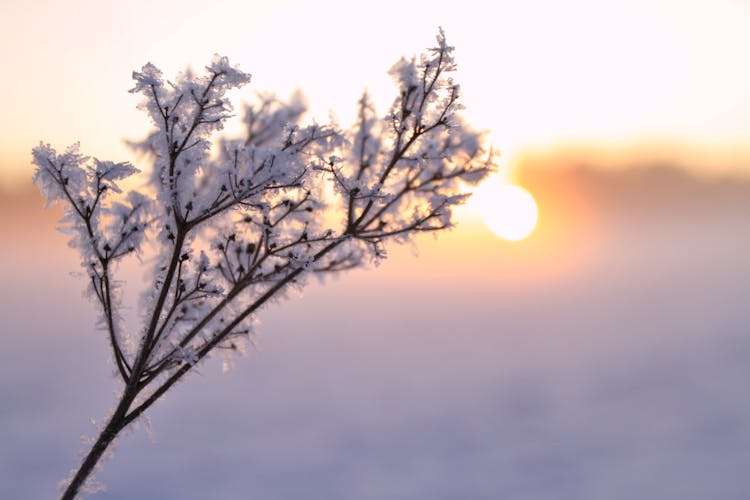 Close-up Of A Frosted Twig