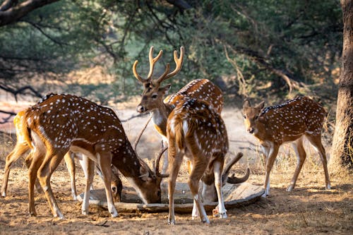 Free Brown Deer on Brown Grass Stock Photo